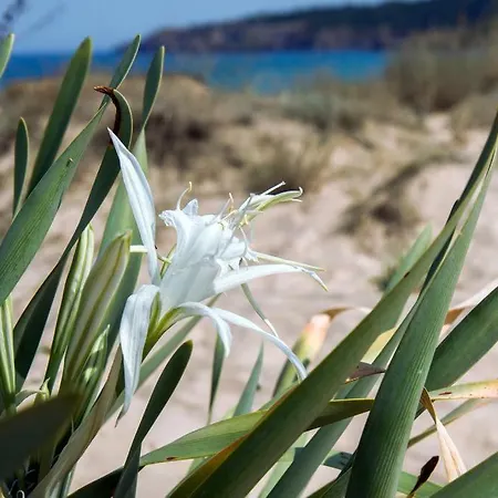 Beach 45 In Sand Lilies Sozopol